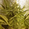 Auto Little Russian feminised Ganja Seeds Дешевые семена в интернете Auto Little Russian feminised Ganja Seeds Дешевые семена в интернете