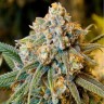 Auto Little Russian feminised Купить качественные семена Auto Little Russian feminised Купить качественные семена