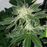 Auto Little Russian feminised Ganja Seeds Банк дешевых семян Auto Little Russian feminised Ganja Seeds Банк дешевых семян