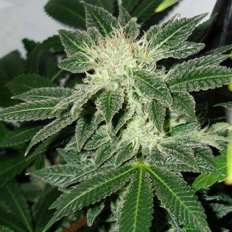 Auto Little Russian feminised Ganja Seeds Банк дешевых семян Auto Little Russian feminised Ganja Seeds Банк дешевых семян