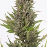 Auto Little Russian feminised Ganja Seeds покупка качественных семена Auto Little Russian feminised Ganja Seeds покупка качественных семена