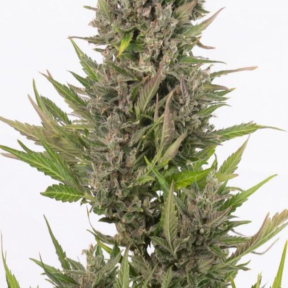 Auto Little Russian feminised Ganja Seeds покупка качественных семена Auto Little Russian feminised Ganja Seeds покупка качественных семена