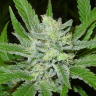 Семена конопли Auto Northern Blue feminised Ganja Seeds Семена конопли Auto Northern Blue feminised Ganja Seeds