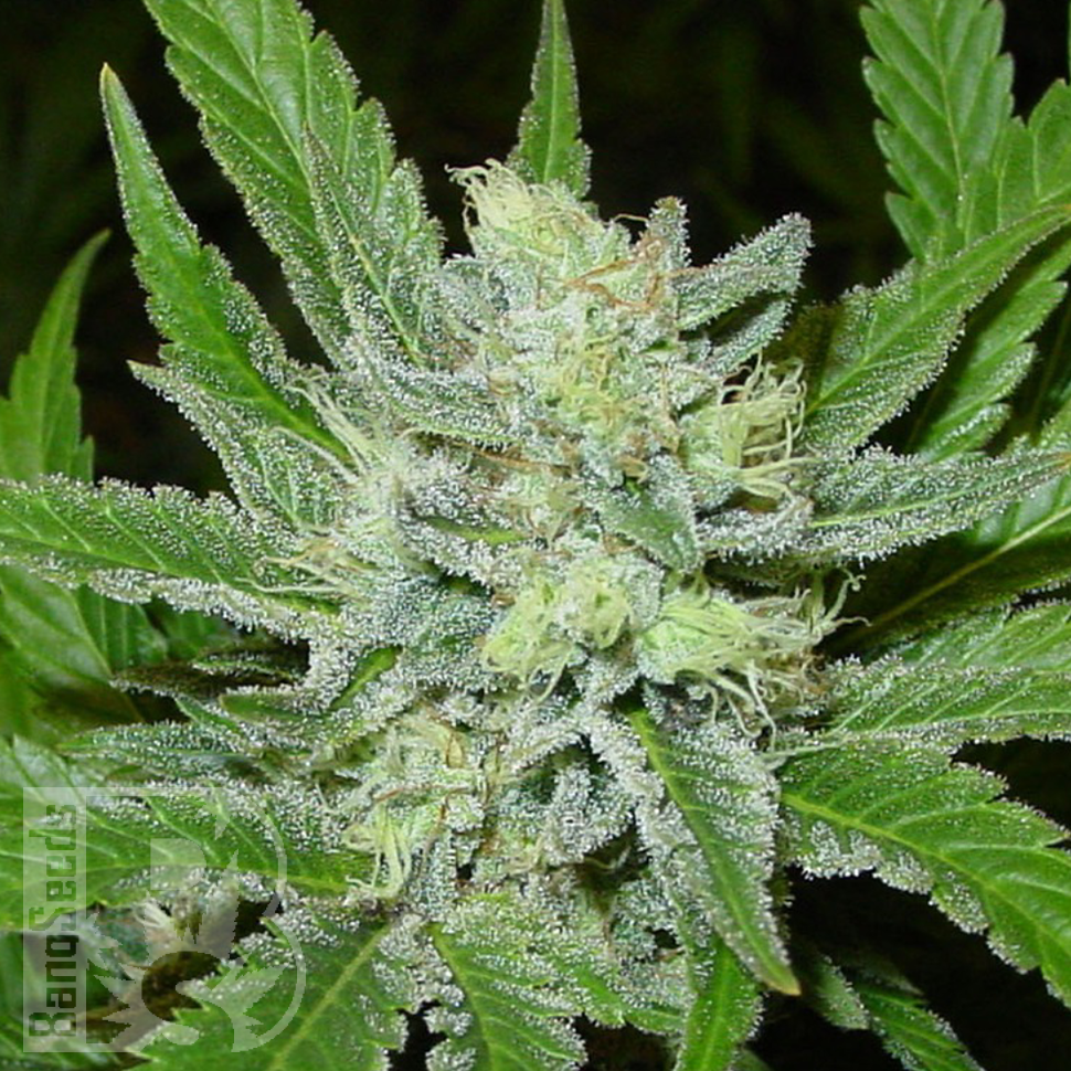 Семена каннабиса Auto Northern Blue feminised Ganja Seeds