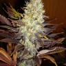 Семена каннабиса Auto Northern Blue feminised Ganja Seeds Семена каннабиса Auto Northern Blue feminised Ganja Seeds