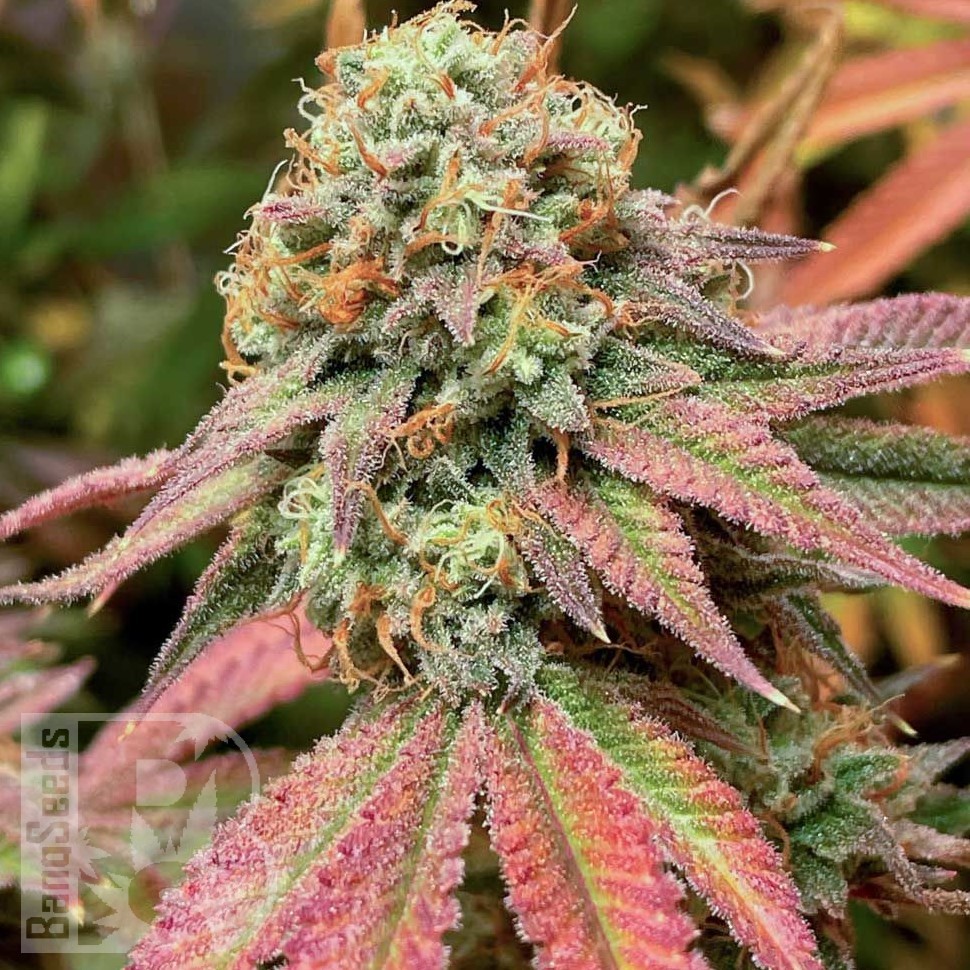 Семена каннабиса Auto Northern Blue feminised Ganja Seeds Семена каннабиса Auto Northern Blue feminised Ganja Seeds