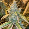 Семена каннабиса Auto Northern Blue feminised Ganja Seeds Семена каннабиса Auto Northern Blue feminised Ganja Seeds