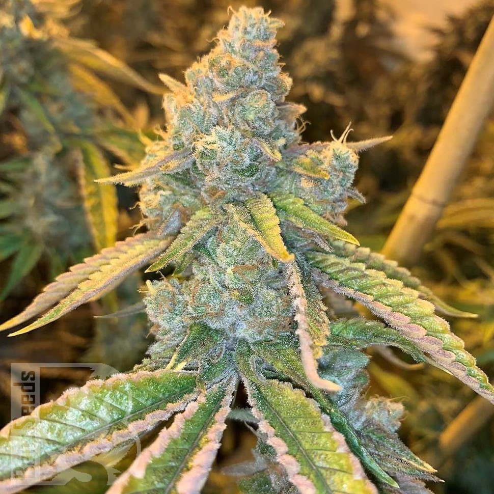 Семена каннабиса Auto Northern Blue feminised Ganja Seeds Семена каннабиса Auto Northern Blue feminised Ganja Seeds