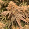 Семена каннабиса Auto Northern Blue feminised Ganja Seeds Семена каннабиса Auto Northern Blue feminised Ganja Seeds