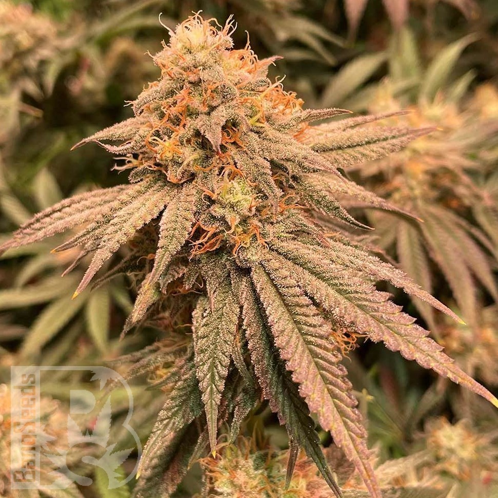 Семена каннабиса Auto Northern Blue feminised Ganja Seeds Семена каннабиса Auto Northern Blue feminised Ganja Seeds