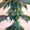 Mama Mia feminised Ganja Seeds Mama Mia feminised Ganja Seeds