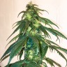 Mama Mia feminised Ganja Seeds Mama Mia feminised Ganja Seeds