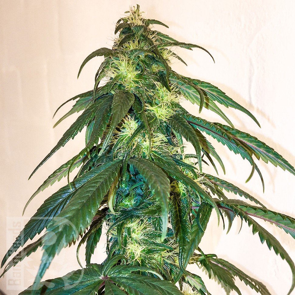 Mama Mia feminised Ganja Seeds Mama Mia feminised Ganja Seeds