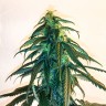 Mama Mia feminised Ganja Seeds Mama Mia feminised Ganja Seeds