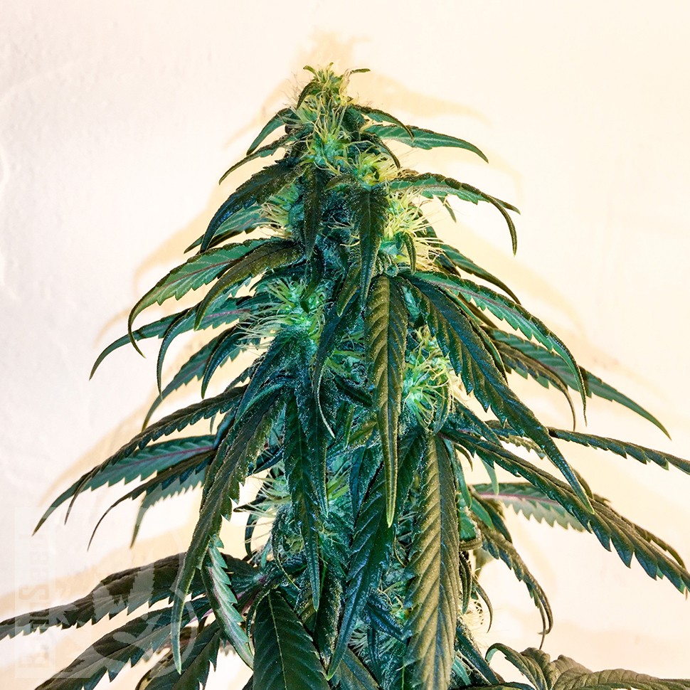 Mama Mia feminised Ganja Seeds Mama Mia feminised Ganja Seeds