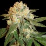 Mama Mia feminised Ganja Seeds Mama Mia feminised Ganja Seeds