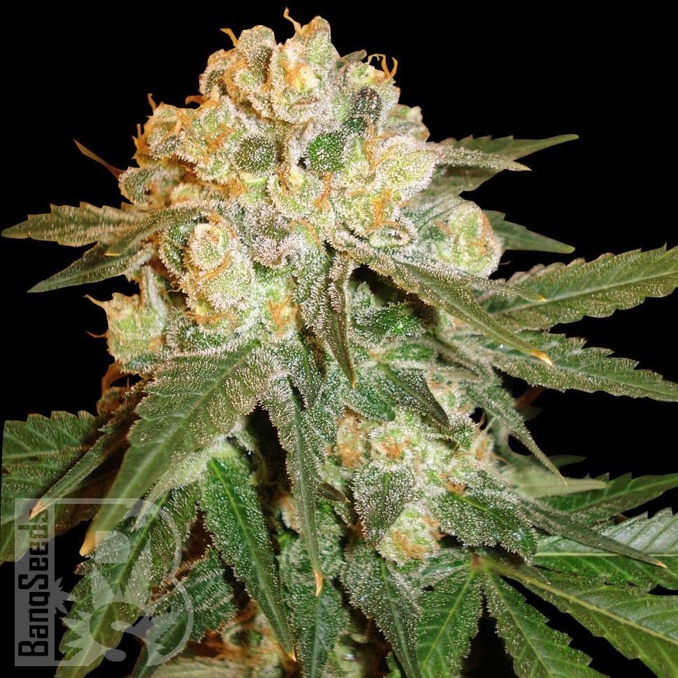Mama Mia feminised Ganja Seeds Mama Mia feminised Ganja Seeds