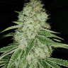 Mama Mia feminised Ganja Seeds Mama Mia feminised Ganja Seeds