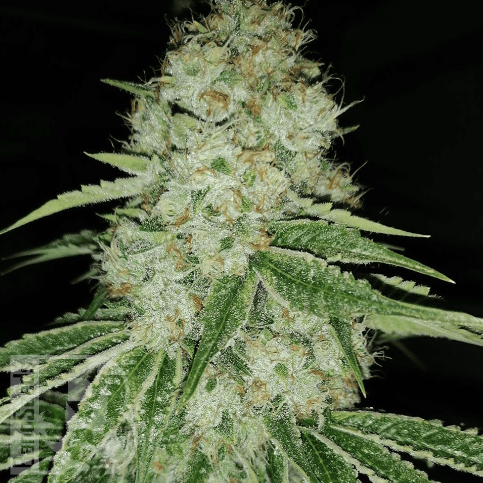 Mama Mia feminised Ganja Seeds Mama Mia feminised Ganja Seeds