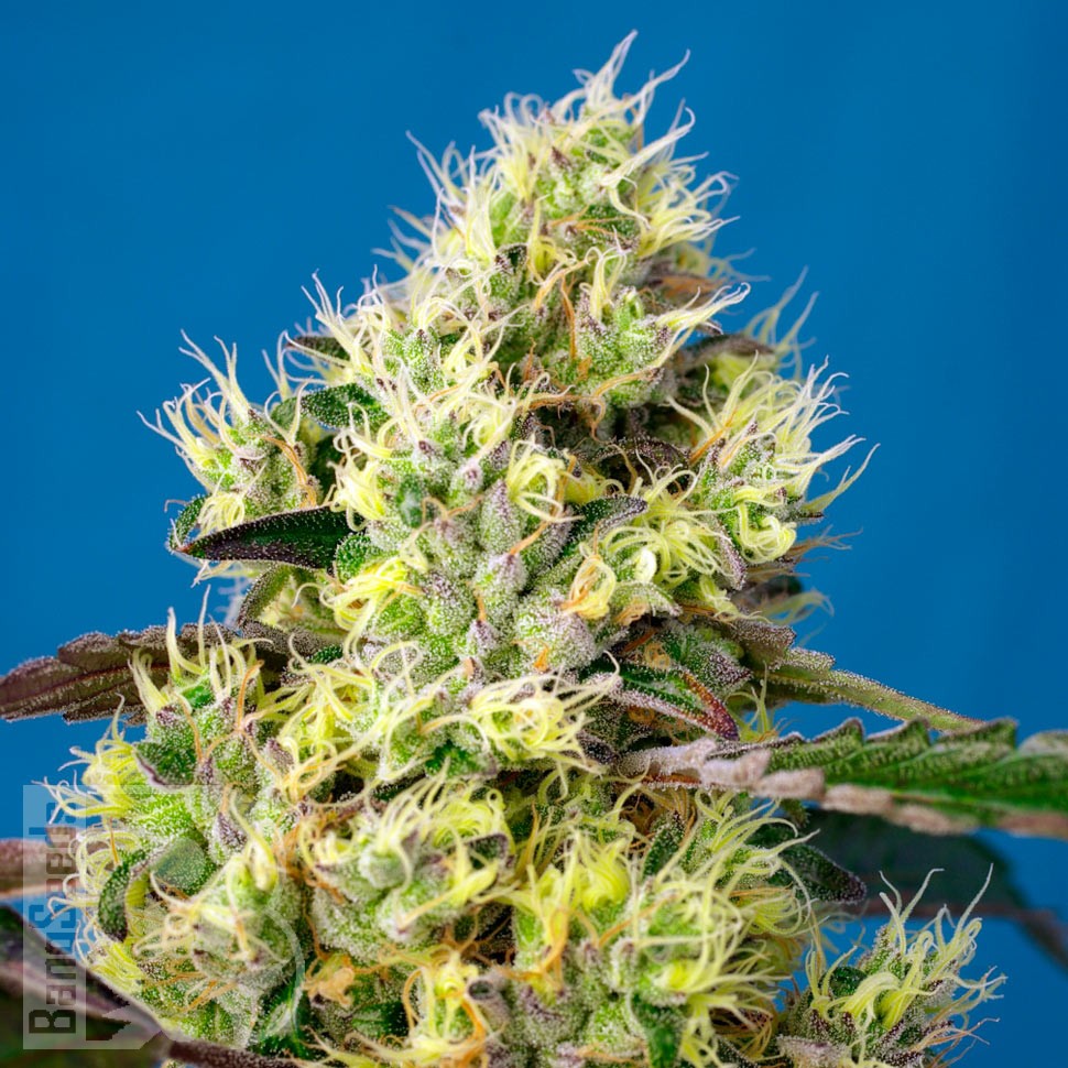 Семена марихуаны Auto Sweet Gelato feminised Ganja Seeds