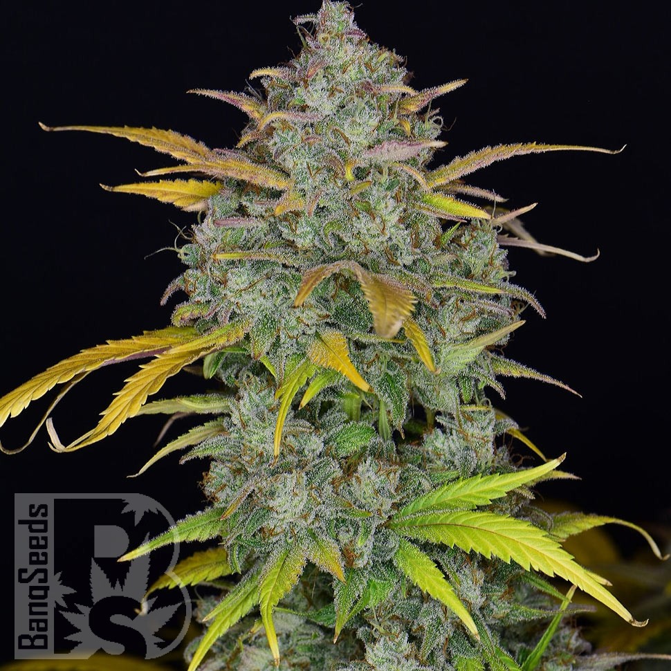Семена марихуаны Auto Sweet Gelato feminised Ganja Seeds Семена марихуаны Auto Sweet Gelato feminised Ganja Seeds