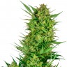 Семена марихуаны Auto Sweet Gelato feminised Ganja Seeds Семена марихуаны Auto Sweet Gelato feminised Ganja Seeds