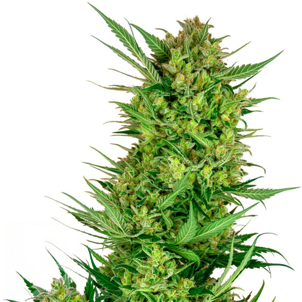 Семена марихуаны Auto Sweet Gelato feminised Ganja Seeds Семена марихуаны Auto Sweet Gelato feminised Ganja Seeds