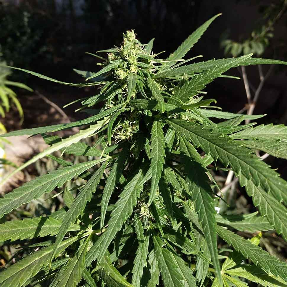 купить семена конопли интернет магазин Californian Orange regular купить семена конопли интернет магазин Californian Orange regular