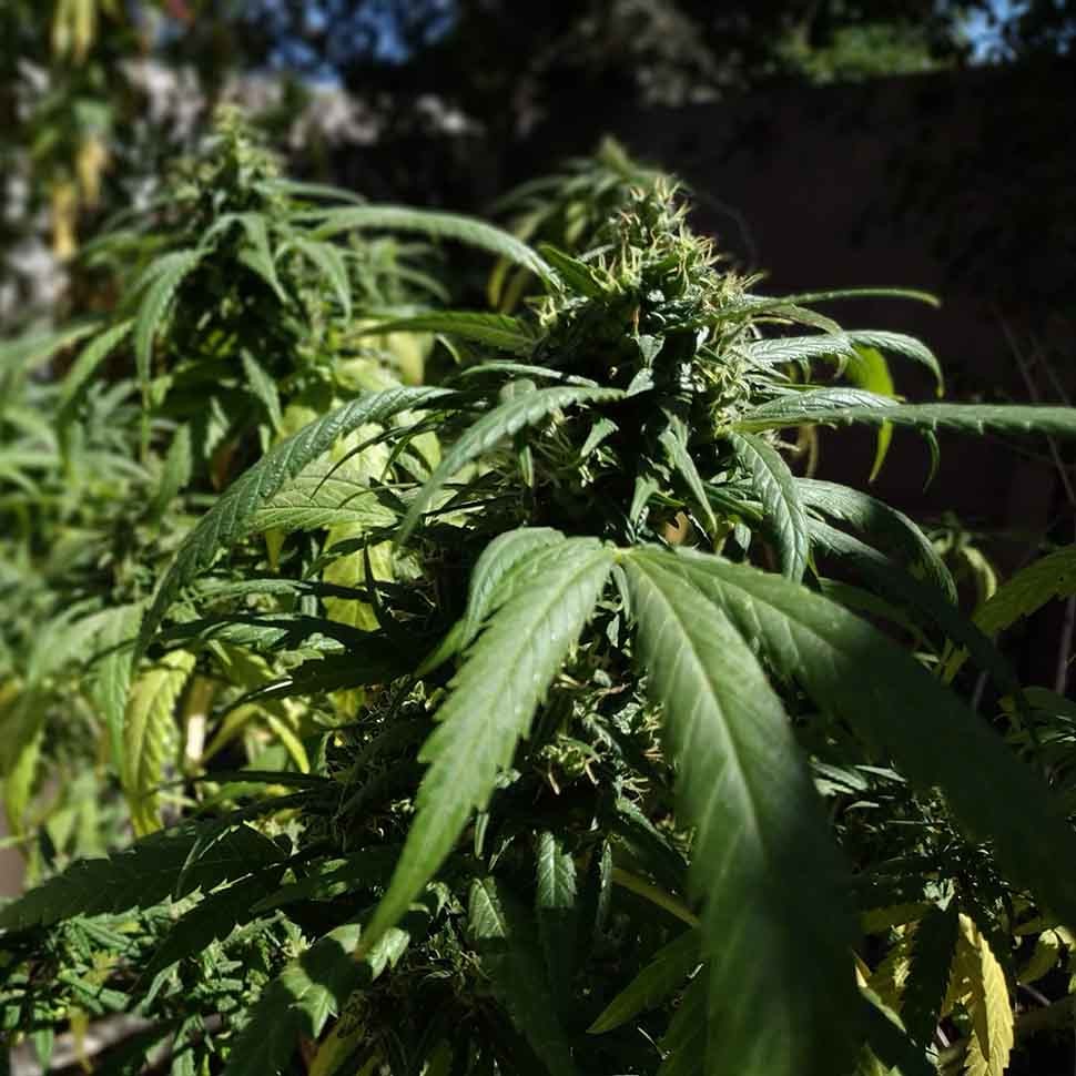 купить семена конопли f1 в оригинальной упаковке Californian Orange regular купить семена конопли f1 в оригинальной упаковке Californian Orange regular