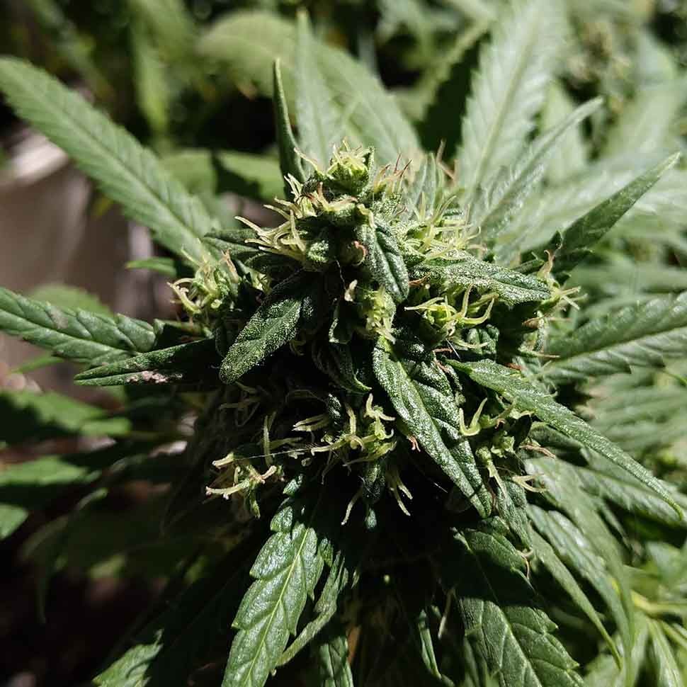 купить семена сортовой конопли Californian Orange regular купить семена сортовой конопли Californian Orange regular