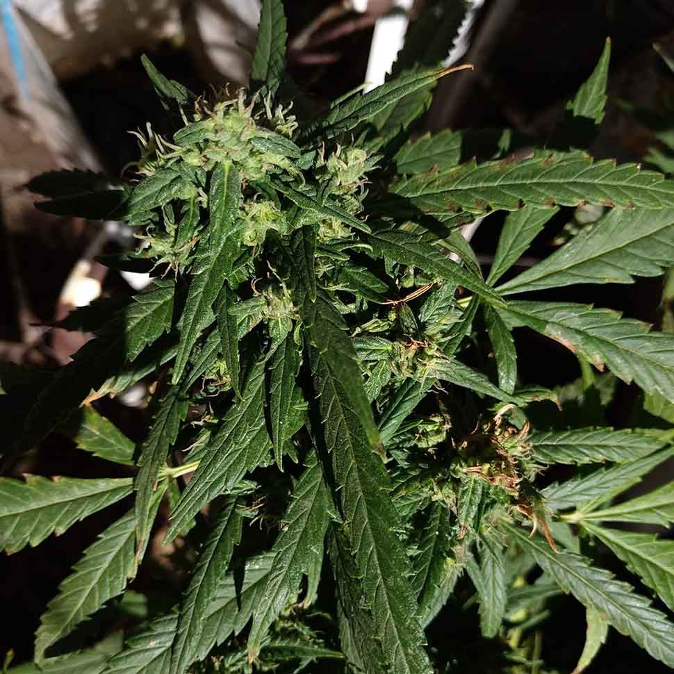 купить качественные семена конопли Californian Orange regular купить качественные семена конопли Californian Orange regular