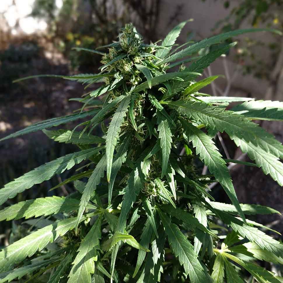 купить урожайные семена конопли Californian Orange regular купить урожайные семена конопли Californian Orange regular