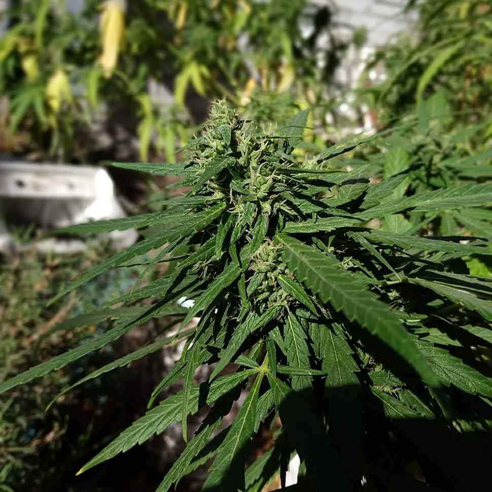 заказ семян конопли Алма-Ата Californian Orange regular заказ семян конопли Алма-Ата Californian Orange regular