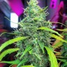 Семена каннабиса Californian Orange regular Ganja Seeds Семена каннабиса Californian Orange regular Ganja Seeds