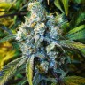 Семена каннабиса Californian Orange regular Ganja Seeds Семена каннабиса Californian Orange regular Ganja Seeds