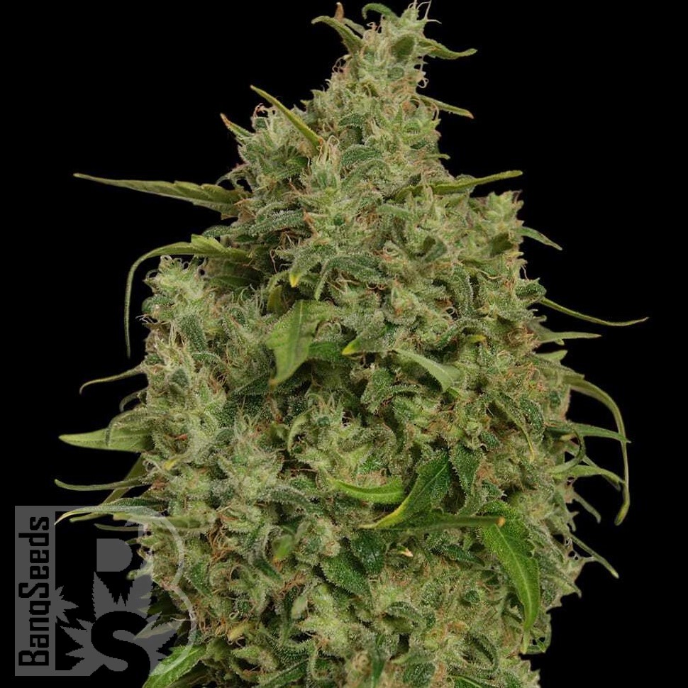 Семена Sweet Tooth feminised Ganja Seeds Семена Sweet Tooth feminised Ganja Seeds