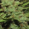 покупка семян конопли Auto Medeo feminised покупка семян конопли Auto Medeo feminised