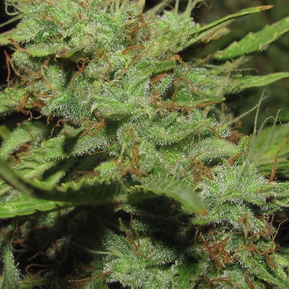 покупка семян конопли Auto Medeo feminised покупка семян конопли Auto Medeo feminised