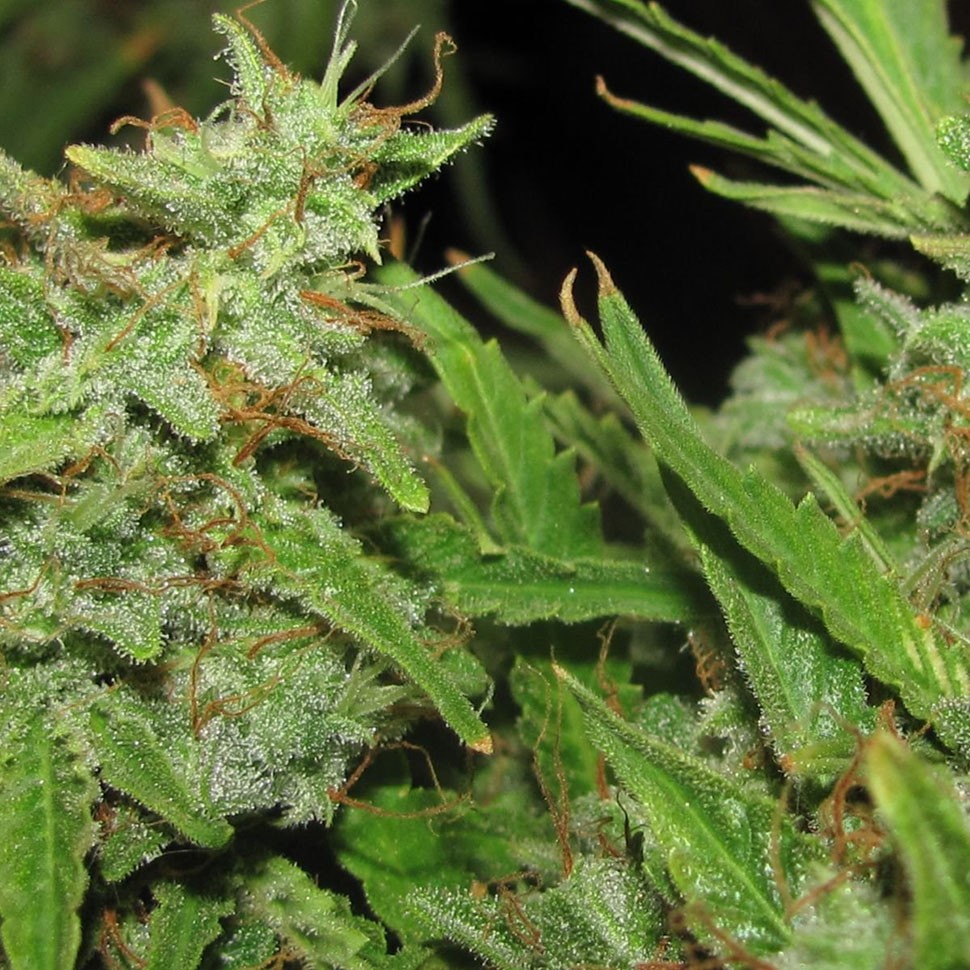 элитные семена конопли Auto Medeo feminised элитные семена конопли Auto Medeo feminised