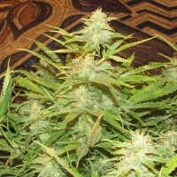 Auto Medeo feminised Bang Seeds