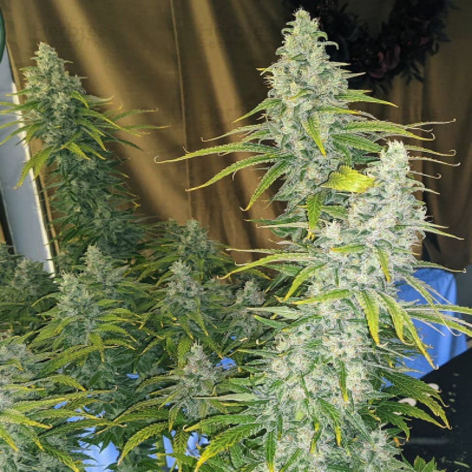 Семена конопли Eleven Roses feminised Fast Version Ganja Seeds