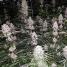 Заказать Сорт Eleven Roses feminised Ganja Seeds Fast Version Заказать Сорт Eleven Roses feminised Ganja Seeds Fast Version