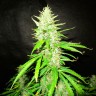 семена конопли в интернете Auto CBD Northern Lights feminised Ganja Seeds семена конопли в интернете Auto CBD Northern Lights feminised Ganja Seeds