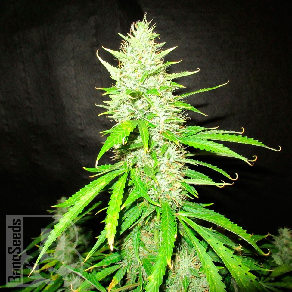 семена конопли в интернете Auto CBD Northern Lights feminised Ganja Seeds семена конопли в интернете Auto CBD Northern Lights feminised Ganja Seeds