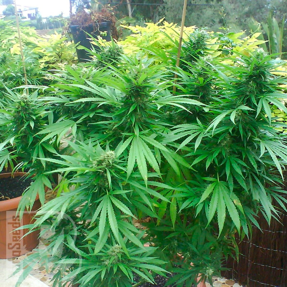 семена конопли гидропоники Auto CBD Northern Lights feminised Ganja Seeds семена конопли гидропоники Auto CBD Northern Lights feminised Ganja Seeds