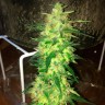 семена конопли скороспелый купить Auto CBD Northern Lights feminised Ganja Seeds семена конопли скороспелый купить Auto CBD Northern Lights feminised Ganja Seeds