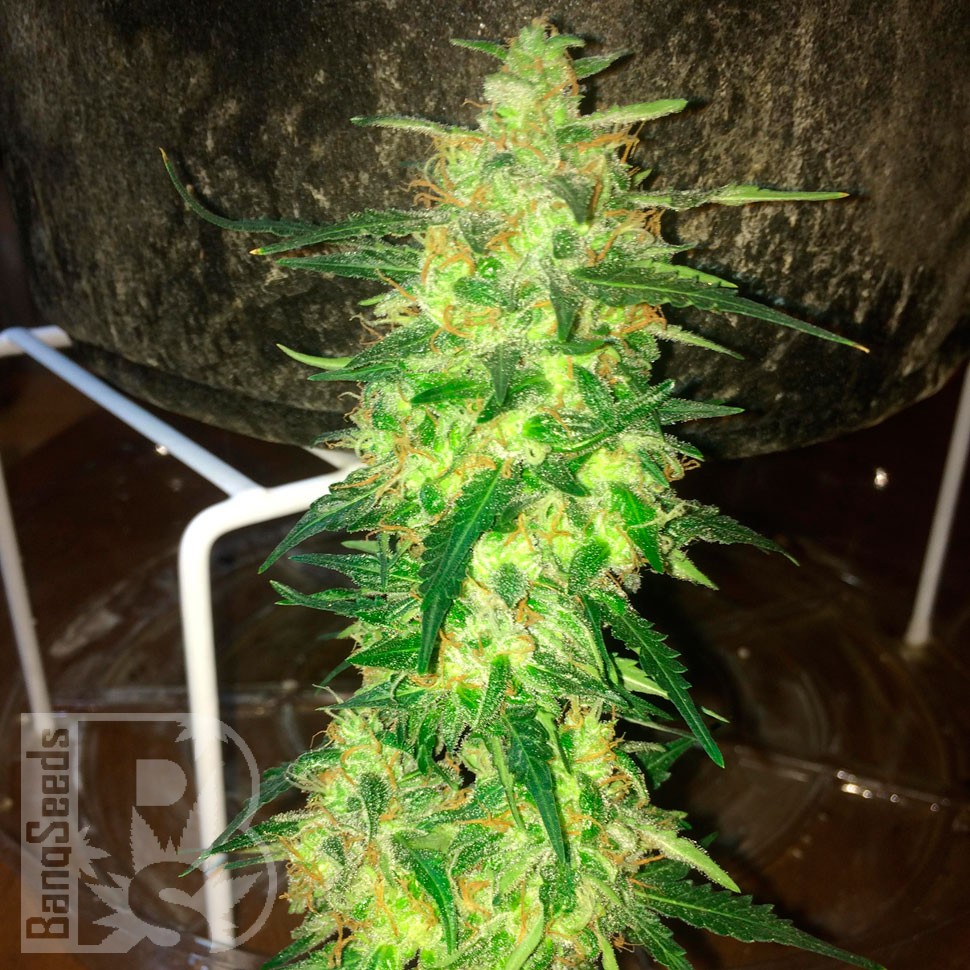 семена конопли скороспелый купить Auto CBD Northern Lights feminised Ganja Seeds семена конопли скороспелый купить Auto CBD Northern Lights feminised Ganja Seeds