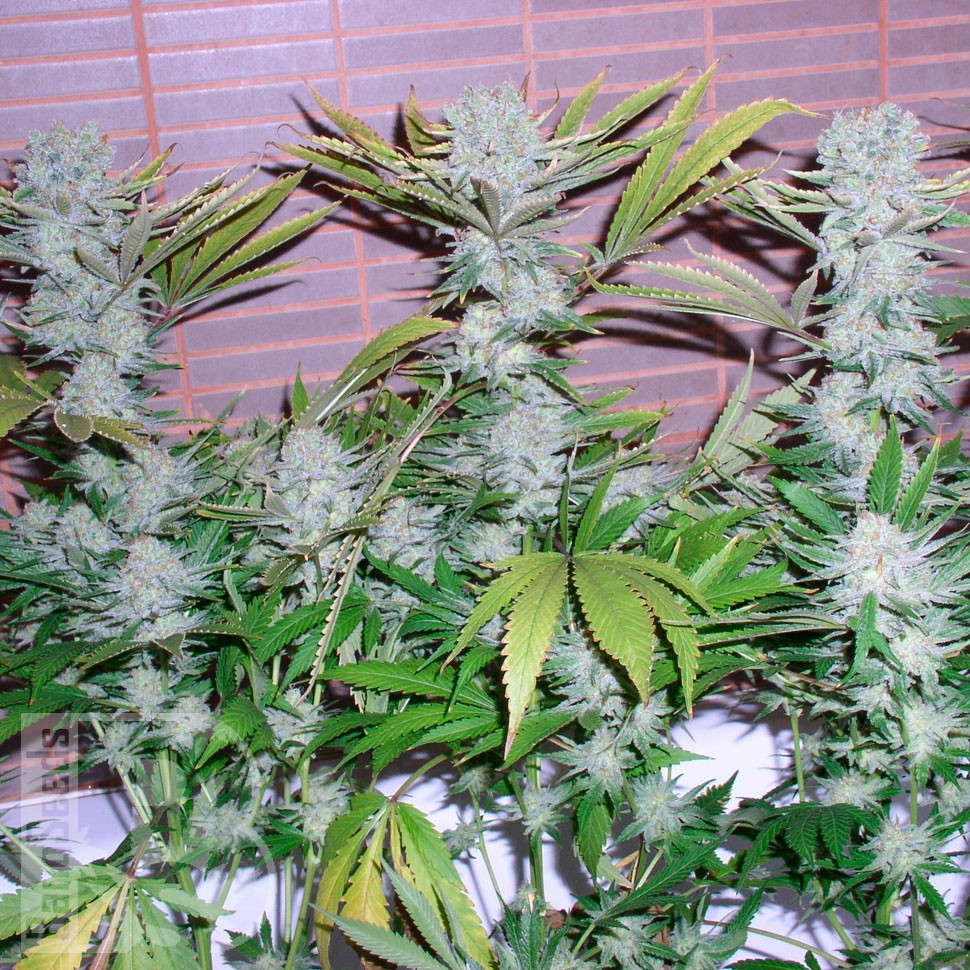 семена конопли дешево Auto CBD Northern Lights feminised Ganja Seeds семена конопли дешево Auto CBD Northern Lights feminised Ganja Seeds