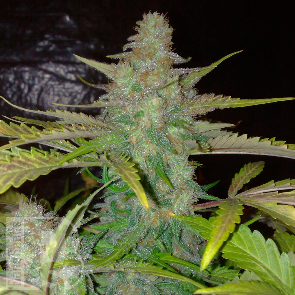 Семена конопли Auto Northern Lights CBD feminised Ganja Seeds