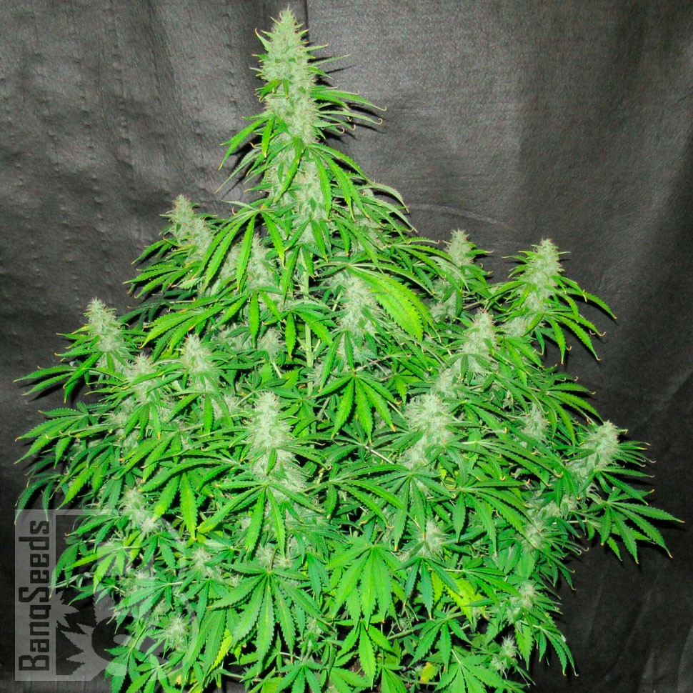 семена конопли для выращивания Auto CBD Northern Lights feminised семена конопли для выращивания Auto CBD Northern Lights feminised